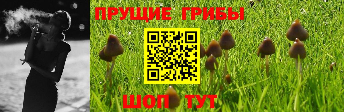 Псилоцибиновые грибы Psilocybe  Азнакаево  Псилоцибиновые грибы Magic Shrooms 